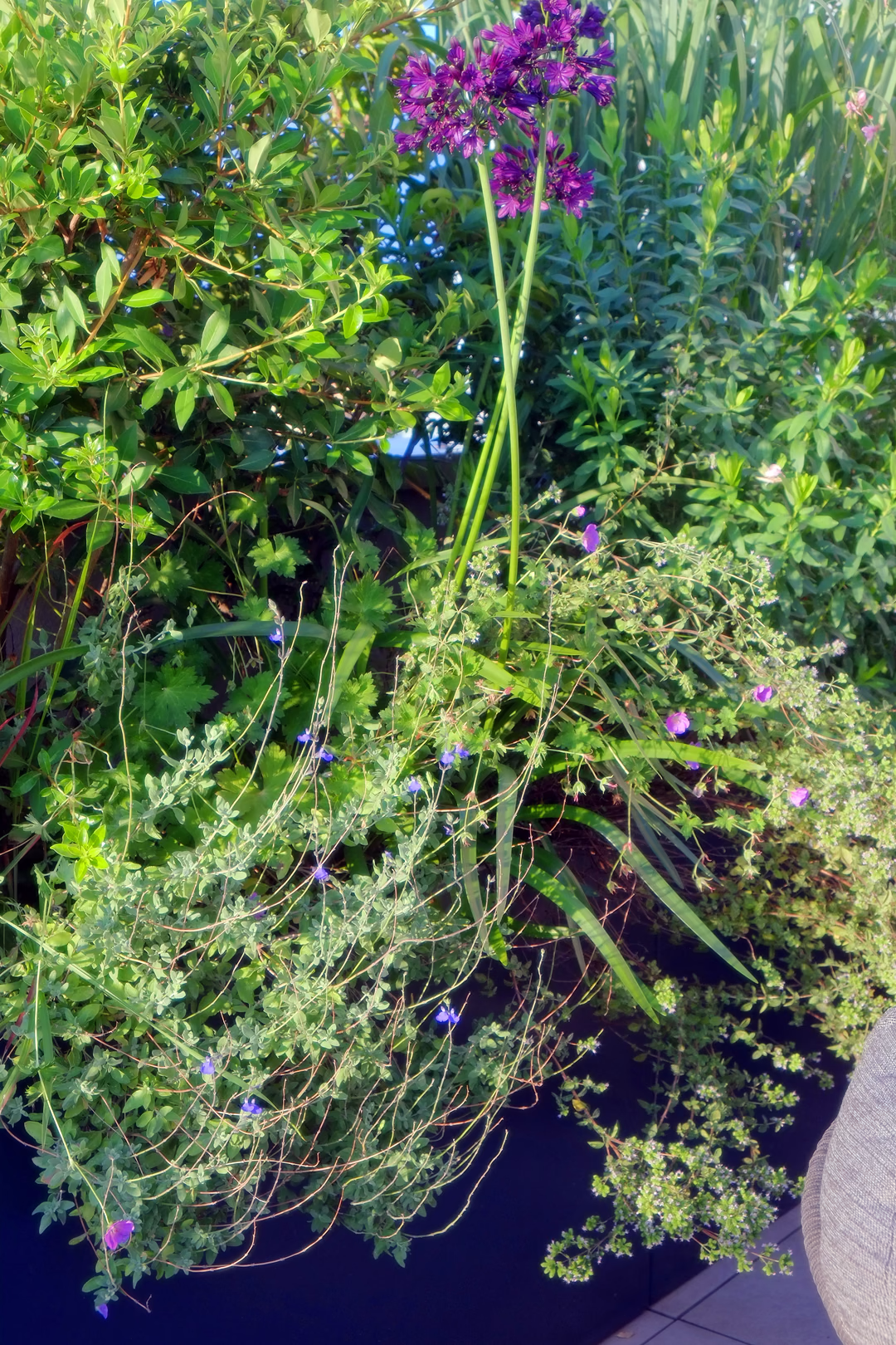 Vista 10 del progetto di giardino Laguna blu, realizzato da Roberto Landello.