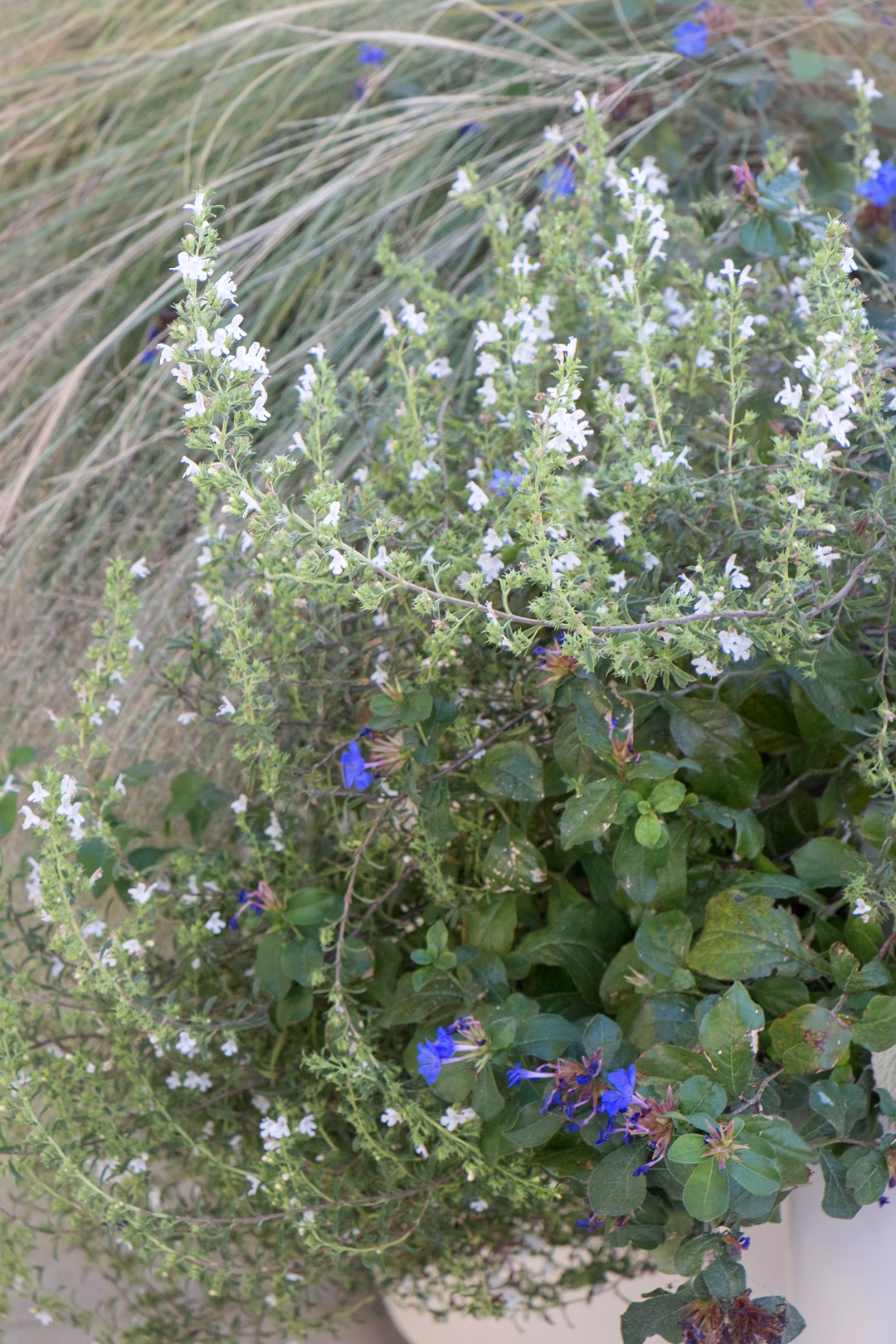 View 11 of the Contemporary Mediterranean garden design by Roberto Landello.