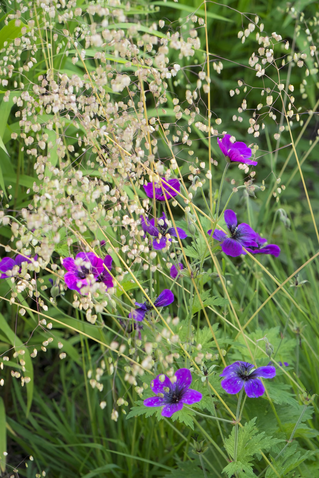 View 4 of the “Natural Garden” garden design, created by Roberto Landello.