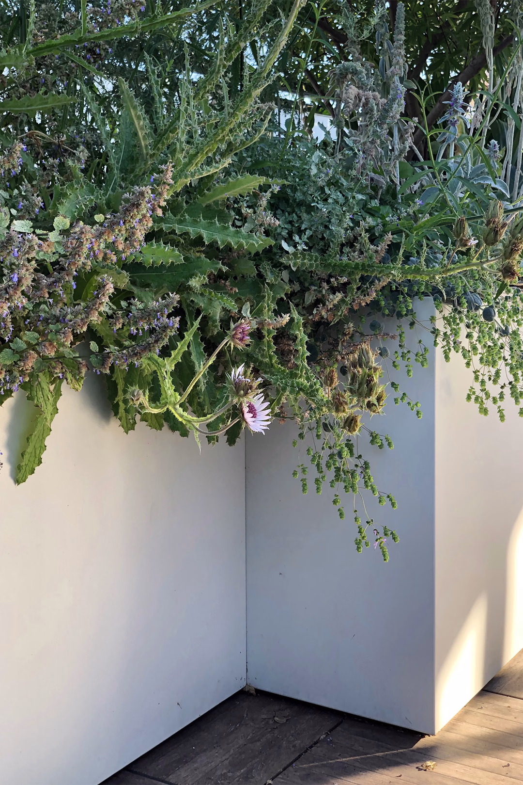 Vista 5 del progetto di giardino Terrazzo dei semplici, realizzato da Roberto Landello.