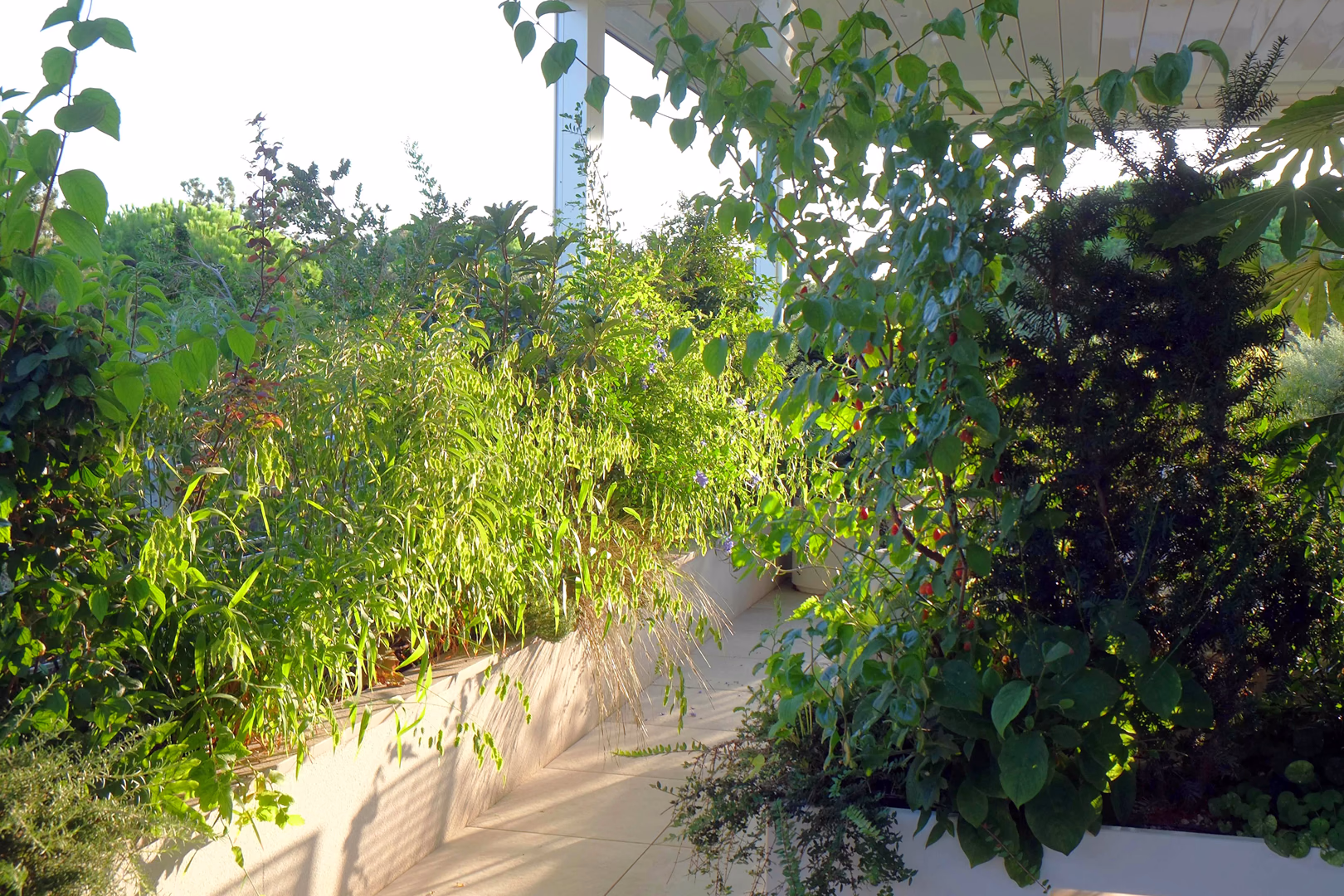 View 5 of the Tropical Pines garden design, created by Roberto Landello.Vista 5 del progetto di giardino Tropical Pines, realizzato da Roberto Landello.