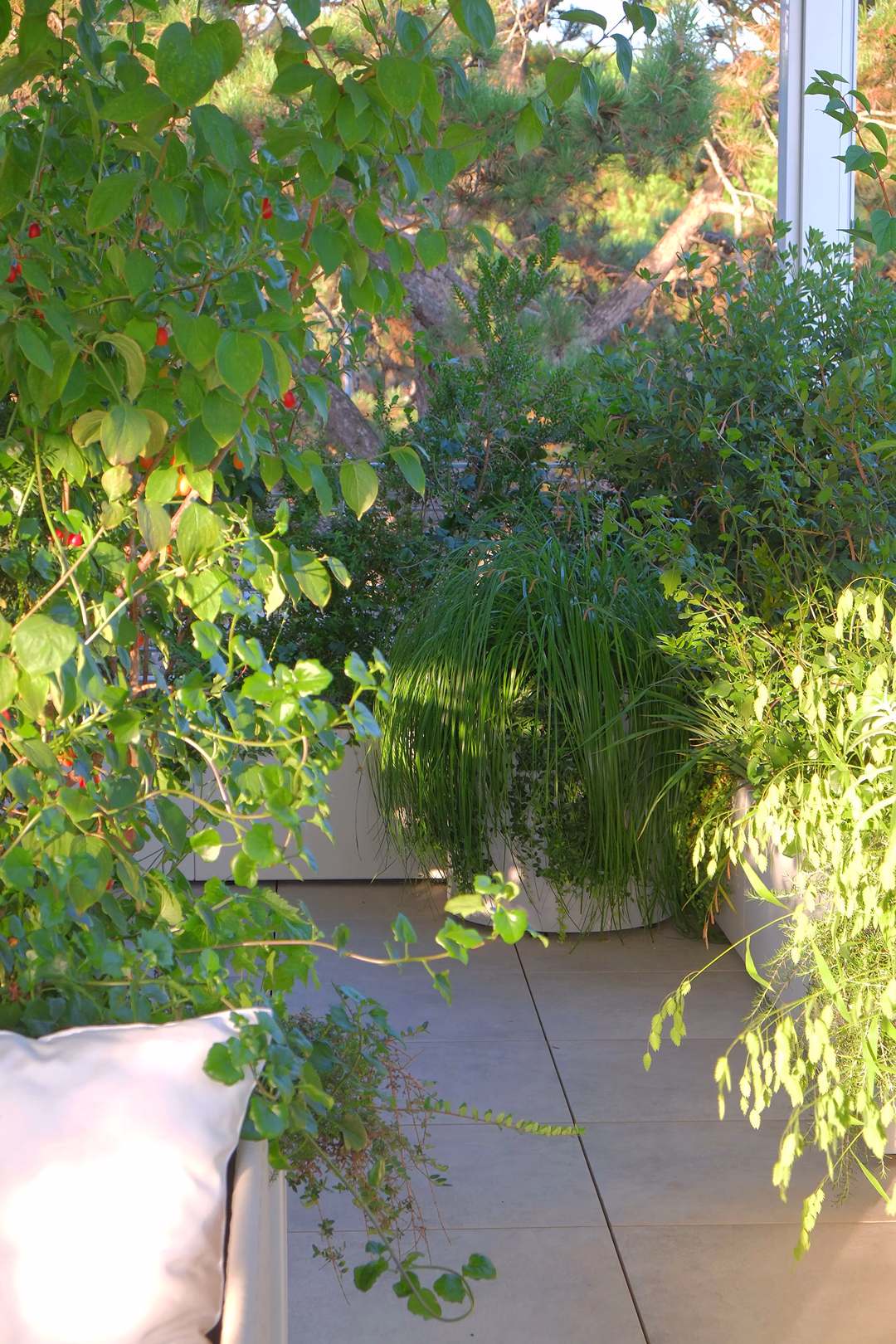 View 6 of the Tropical Pines garden design, created by Roberto Landello.Vista 6 del progetto di giardino Tropical Pines, realizzato da Roberto Landello.