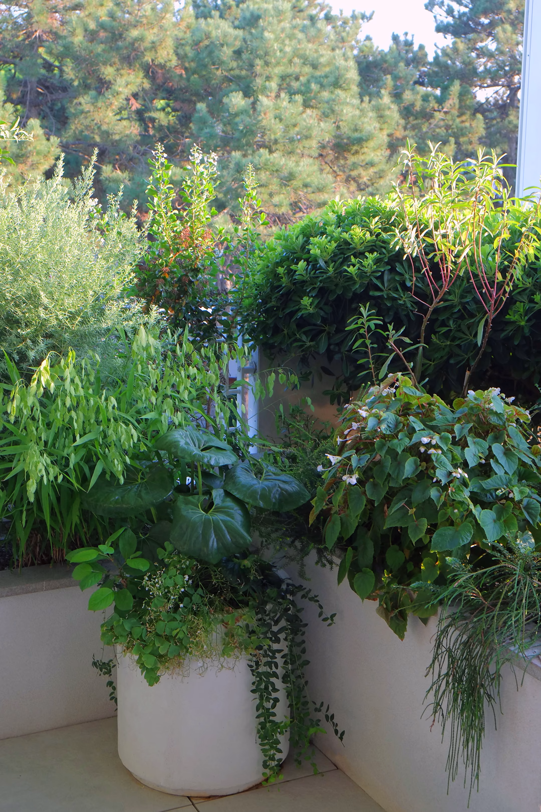 View 7 of the Tropical Pines garden design, created by Roberto Landello.Vista 7 del progetto di giardino Tropical Pines, realizzato da Roberto Landello.